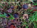 Macrocystidia cucumis-amf2081-1
